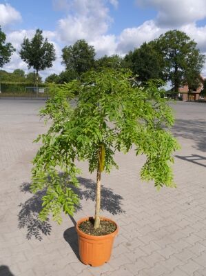 Schnurbaum 'Little Baby' - Sophora prostrata 'Little Baby' - Baumschule  NewGarden