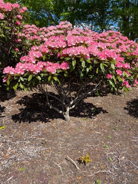 Rhododendron 'Kalinka' / Rhododendron yakushimanum 'Kalinka'