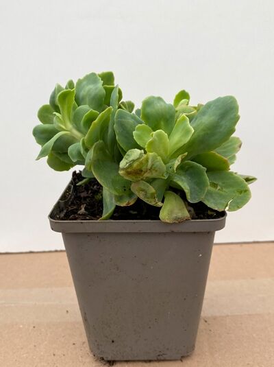 Sedum spectabile 'Brillant' / Fetthenne 'Brillant' P9, junge Pflanze im Topf mit fleischigen grünen Blättern.