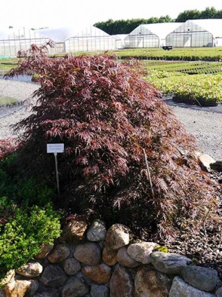 Fächer-Ahorn 'Inaba shidare' / Japanischer Ahorn 'Inaba shidare' / Acer palmatum 'Inaba shidare'