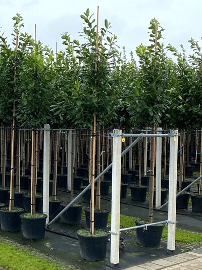 Kirschlorbeer 'Genolia' Hochstamm / Prunus laurocerasus 'Genolia' Hochstamm