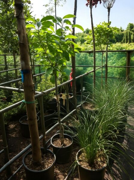 Diospyros kaki (Kakipflaume) Kakibaum Halbstamm 5-6 STU im C10-Topf, junger Baum mit grünem Laub in Baumschule