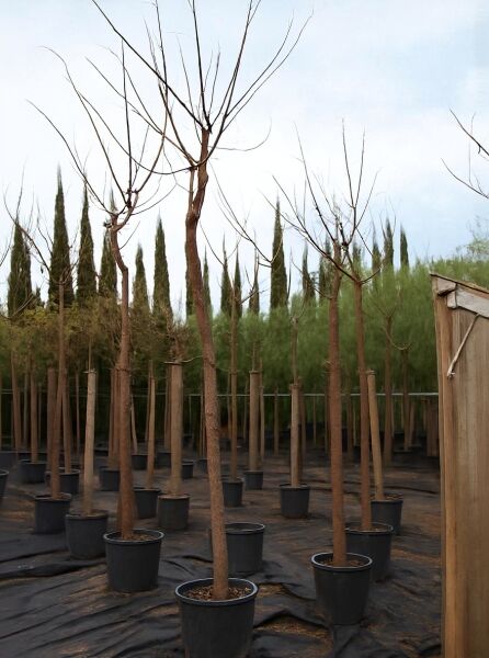 Melia azedarach (Zedrachbaum) Hochstamm 14-16 StU im Container, laubloser Stamm mit verzweigter Krone in Baumschule