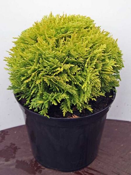 Thuja occidentalis 'Mirjam'® / Lebensbaum 'Mirjam'® 15-20 cm C3, kompakter Nadelstrauch im Topf mit gelbgrünem Laub
