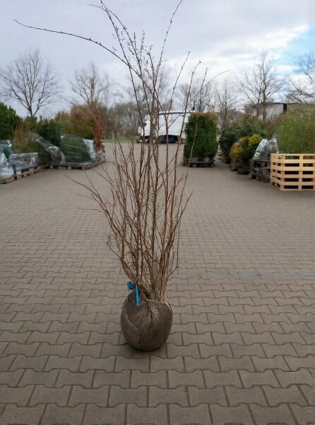 Kolkwitzia amabilis (Kolkwitzie/Perlmuttstrauch) 150–200 cm, mehrtriebiger Strauch mit Ballen, unbelaubt.