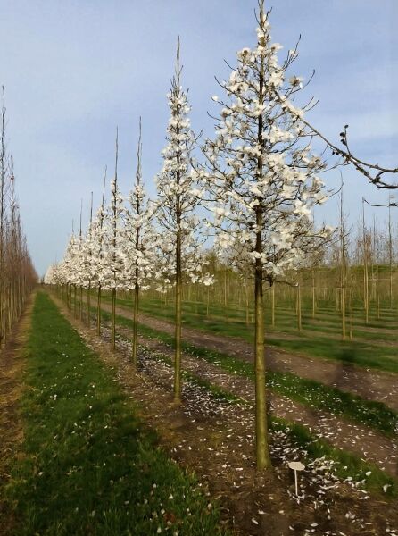 Magnolia loebneri 'Merrill' (Große Stern-Magnolie) Hochstamm 18-20 StU mit weißer Blüte in Baumschulreihe