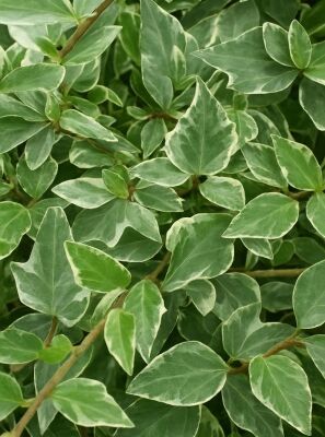 chinesische glckskastanie Pachira Aquatica (Glckskastanie) kaufen? | Liu Xuan