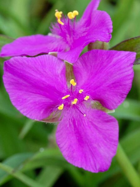 Tradescantia andersoniana 'Karminglut' / Dreimasterblume 'Karminglut' mit violetter Blüte und gelben Staubblättern