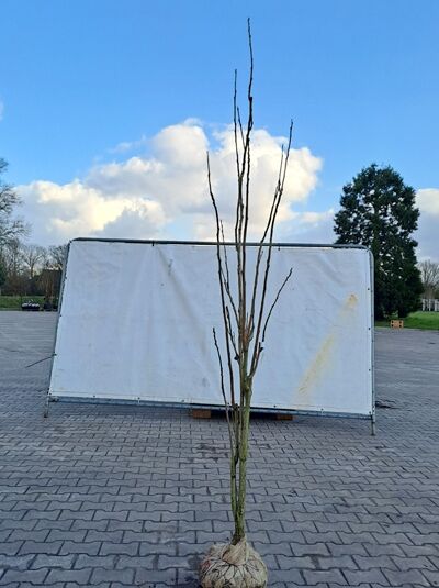 Koelreuteria paniculata 'Fastigiata' / Säulen-Blasenesche, Hochstamm 250–300 cm, mehrtriebig, wurzelnackt mit Ballen im Tuch