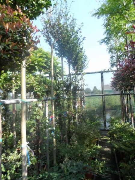 Garten-Eibisch 'Monstrosus' / Garten-Eibisch 'Monstrosus'