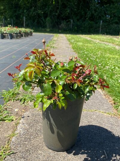 Rosa 'Lichtblick'® / Strauchrose 'Lichtblick'®, C3 Containerpflanze mit grünem Laub und roten Austrieben im Topf