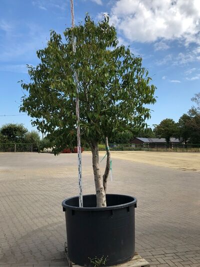 Portugiesischer Kirschlorbeer 'Angustifolia' (300-325 cm Schirmform10) / Prunus lusitanica 'Angustifolia'