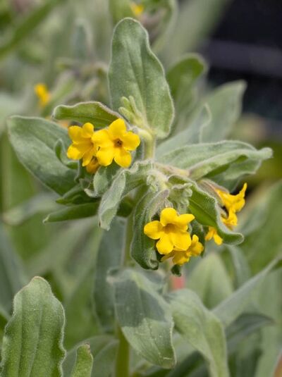 Alkanna-Wurzel / Alkanna orientalis