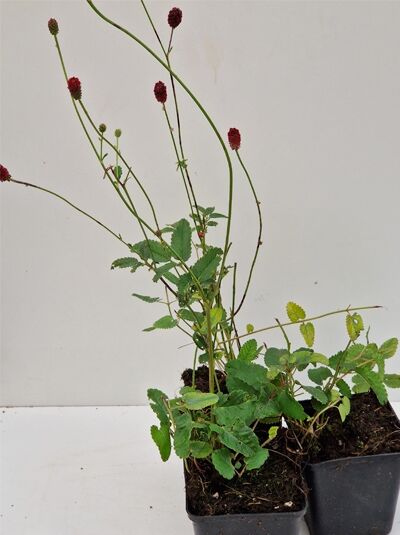 Sanguisorba officinalis 'Red Thunder' / Großer Wiesenknopf 'Red Thunder' im P9-Topf mit roten Blütenköpfen und grünem Laub