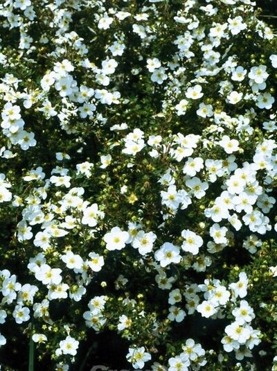 Potentilla fruticosa 'Manchu' / Fingerstrauch 'Manchu'