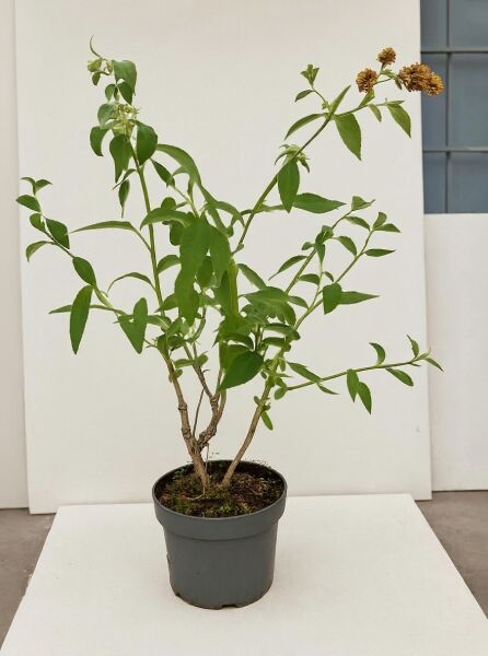 Buddleja globosa (Kugel-Sommerflieder) 60-100 cm C5 im Topf, verzweigter Strauch mit grünen Blättern und Blütenköpfen.