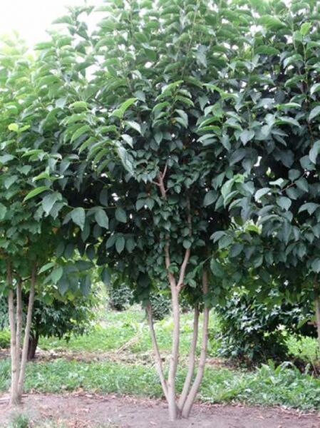 Kobus-Magnolie / Kobushi-Magnolie 'mehrstämmig' / Kobus-Magnolie / Kobushi-Magnolie 'mehrstämmig'