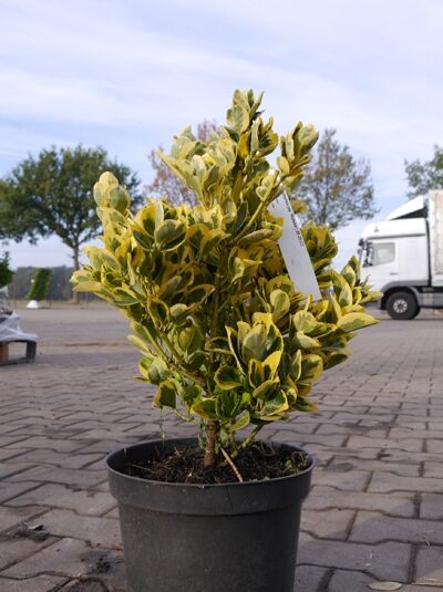 Japanischer Spindelstrauch 'Marieke' (Euonymus japonicus 'Marieke') 20–25 cm C3 im Topf, grün-gelb panaschiertes Laub