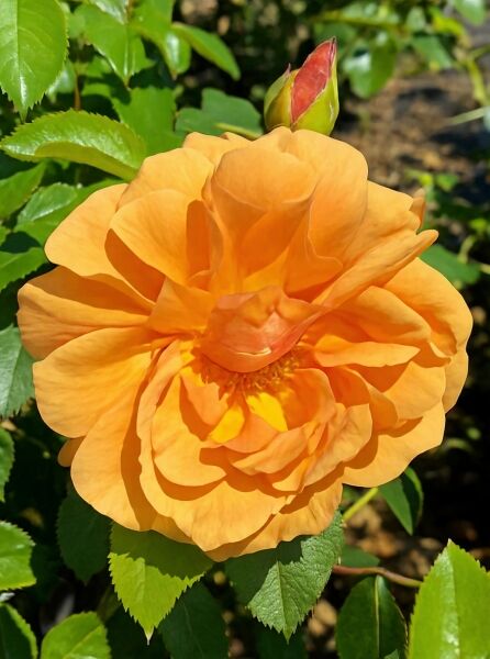 Rosa 'Skyline' / Kletterrose 'Skyline' mit gefüllter apricotfarbener Blüte und Knospe am Trieb, umgeben von grünem Laub.