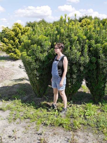 Säulenkopf-Eibe / Säulenkopf-Eibe