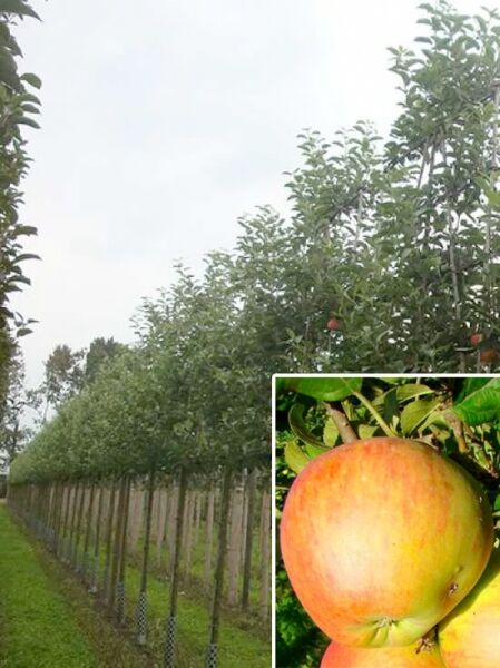 Apfel Notaris 'Hochstamm-Spalier' H:160 B:160 T:20 (Stamm 210 cm) / Malus domestica 'Notaris'