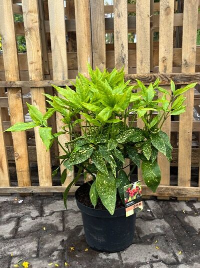 Japanische Aukube Aucuba japonica 'Variegata' im Topf C5, 40–50 cm, grüne Blätter mit gelber Sprenkelung und frischem Austrieb