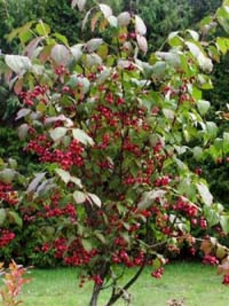 Großfrüchtiges Pfaffenhütchen / Euonymus planipes
