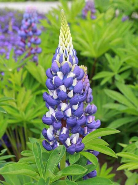 Garten-Lupine 'Kastellan' / Lupinus polyphyllus 'Kastellan'