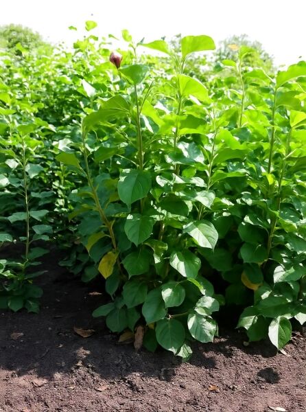 Großblütige Säulen-Magnolie Magnolia 'Satisfaction', 125–150 cm, im Beet mit grünen Blättern und roter Knospe im Ballen (m. B.)