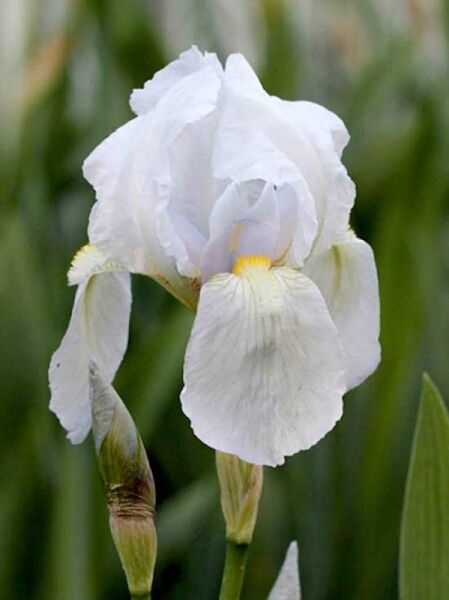 Hohe Bart-Iris, Florentiner Schwertlilie / Iris germanica var. florentina