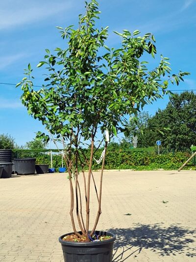 Kupfer-Felsenbirne 200 - 250 cm Schirmform / Amelanchier lamarckii (1577176)