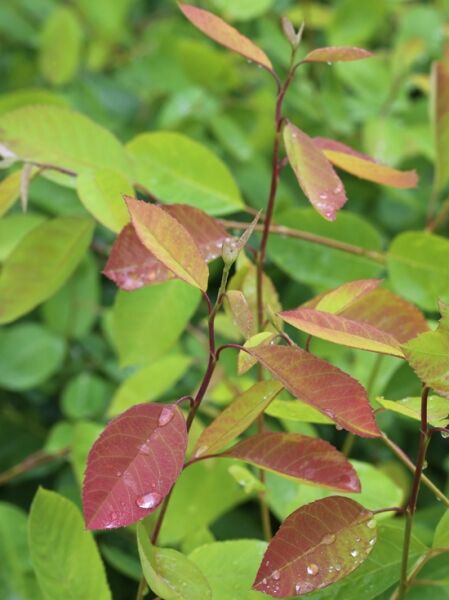 Erlenblättrige Felsenbirne 'Prince William' (Amelanchier alnifolia) mit rötlich-grünen Blättern am Trieb, mit Wassertropfen