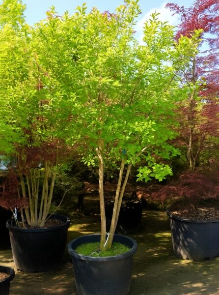 Lagerstroemia indica, Flieder des Südens, mehrstämmig im Container, ca. 200–250 cm, im Topf C50 (rosa Blüte)