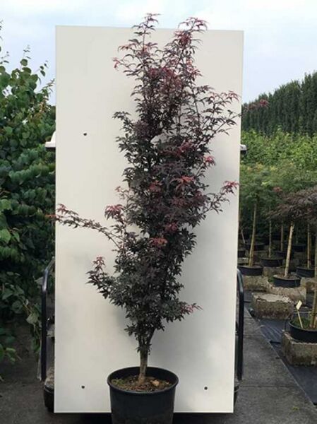 Fächer-Ahorn Acer palmatum 'Skeeter's Broom' 150-175 cm C20, aufrechter Strauch im Topf mit dunkelroten, gelappten Blättern