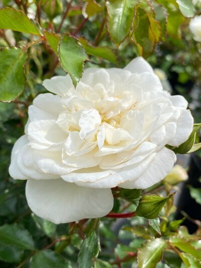 Rosa 'Bounty' / Strauchrose 'Bounty' mit gefüllter, cremeweißer Blüte und grünem Laub in Nahaufnahme