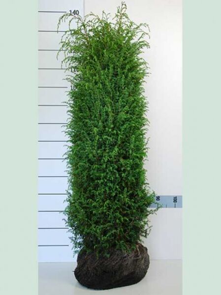 Irischer Säulen-Wacholder / Irischer Säulen-Wacholder