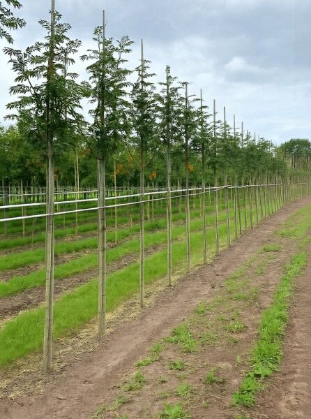 Sorbus aucuparia 'Sheerwater Seedling' / Eberesche 'Sheerwater Seedling' Hochstamm 8-10 StU m. B. in Baumschulreihe