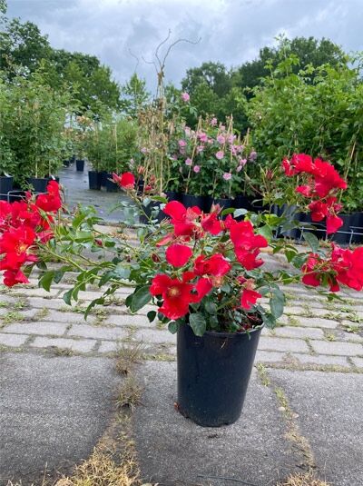 Beetrose 'Alexander von Humbold' (Rosa 'Alexander von Humbold') C5 im Topf mit roten Blüten und grünem Laub