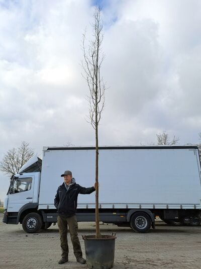 Säulen-Hainbuche Carpinus betulus „Frans Fontaine“ Hochstamm 16-18 StU im Container, schlanker Stamm mit aufrechtem Kronenaufbau.