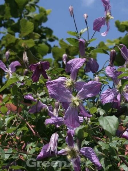 Waldrebe 'Mrs T. Lundell' / Clematis viticella 'Mrs T. Lundell'