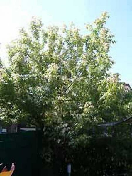 Flamingo-Ahorn (Acer negundo 'Flamingo') als mehrstämmiger Baum mit grün-weiß panaschierten Blättern.