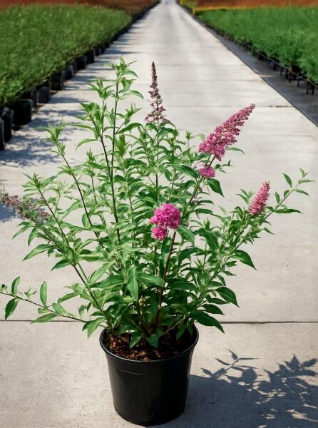 Schmetterlingsflieder Buddleja davidii 'Pink Delight' 60-80 cm C12 im Topf, grünes Laub und pinke Blütenrispen