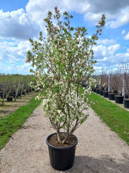 Malus 'Evereste' / Zierapfel 'Evereste' 200-250 cm C80, mehrstämmiger Baum im Container mit weißen Blüten und grünem Laub
