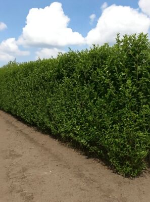 Ovalblttriger Liguster / Fertighecke / Heckenelement 200 cm - Ligustrum  ovalifolium