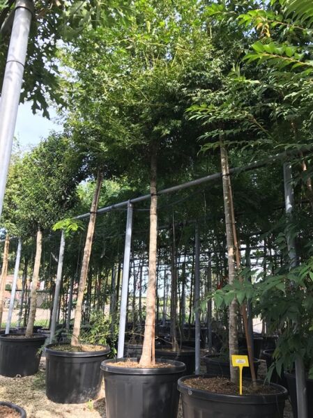 Acer palmatum (Fächer-Ahorn/Japanischer Ahorn) Hochstamm 16–18 StU im Container, auf Stamm mit grüner Krone in Baumschule