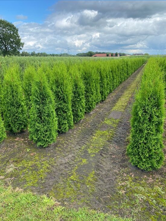 Lebensbaum 'Brabant' - Thuja occidentalis 'Brabant' - Baumschule NewGarden
