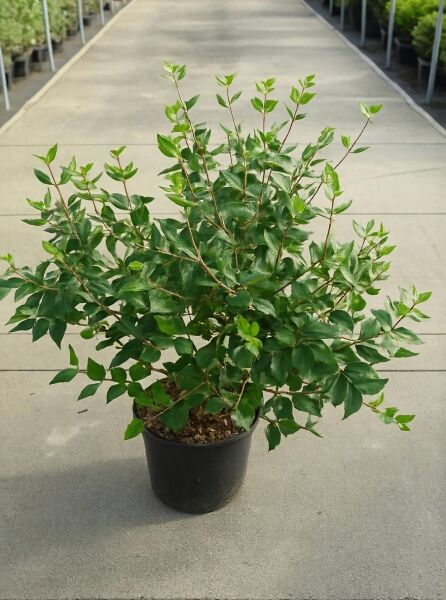 Viburnum burkwoodii (Oster-Schneeball/Duft-Schneeball) 80-100 cm C20, mehrtriebiger Strauch im Topf mit grünem Laub