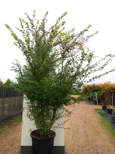 Fächer-Ahorn (Acer palmatum) im Topf, mehrstämmig und buschig, etwa 250–300 cm hoch, Container C110.