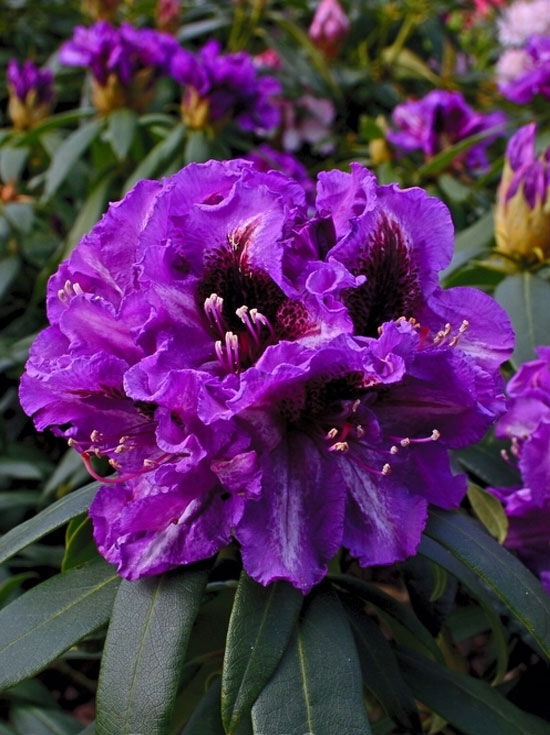 Rhododendron 'Anatevka' - Rhododendron Hybride 'Anatevka' - Baumschule  NewGarden