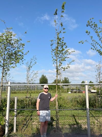 Ulmus Lutèce (Ulmus 'Nanguen') / Ulme 'Nanguen' Hochstamm 12-14 StU im Container, schlanker Stamm mit Krone